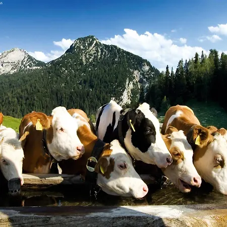 In Fuerth Near Zell Am Slopes Piesendorf